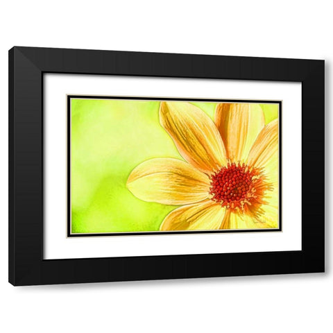 Daisy Glow Black Modern Wood Framed Art Print with Double Matting by Murdock, Ramona