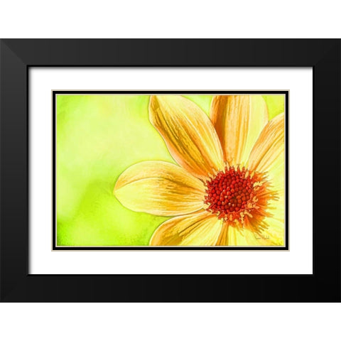 Daisy Glow Black Modern Wood Framed Art Print with Double Matting by Murdock, Ramona