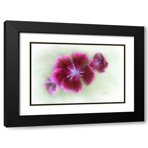 Bachelor Buttons II Black Modern Wood Framed Art Print with Double Matting by Murdock, Ramona