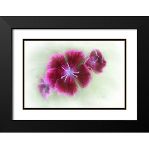 Bachelor Buttons II Black Modern Wood Framed Art Print with Double Matting by Murdock, Ramona