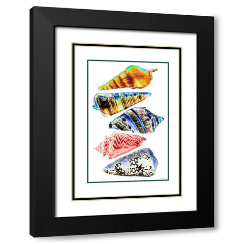 Seashell Collection II Black Modern Wood Framed Art Print with Double Matting by Murdock, Ramona