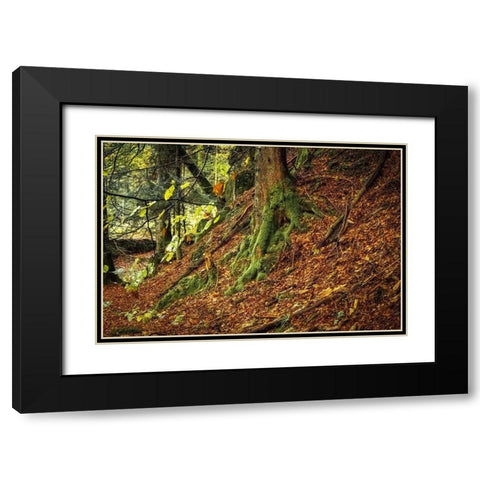 Ancient Trees Black Modern Wood Framed Art Print with Double Matting by Murdock, Ramona