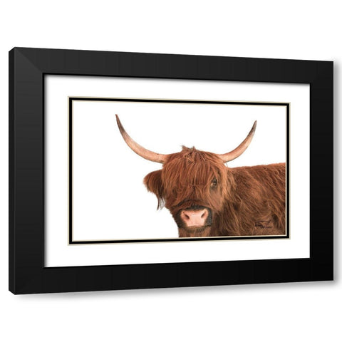 Highland Calf I Black Modern Wood Framed Art Print with Double Matting by Murdock, Ramona