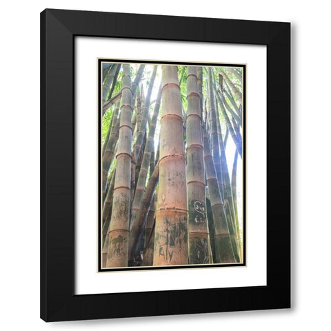Bamboo Grove Sunburst Black Modern Wood Framed Art Print with Double Matting by Murdock, Ramona