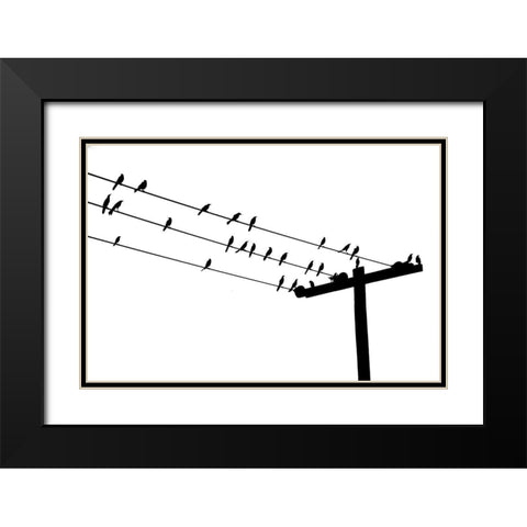 Bird Neighborhood Black Modern Wood Framed Art Print with Double Matting by Murdock, Ramona