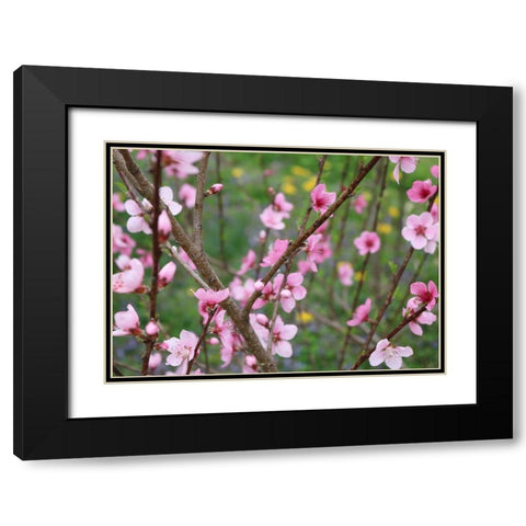 Cherry Blossoms II Black Modern Wood Framed Art Print with Double Matting by Dicks, Stephanie