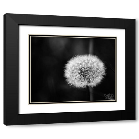Dandelion II Black Modern Wood Framed Art Print with Double Matting by Dicks, Stephanie