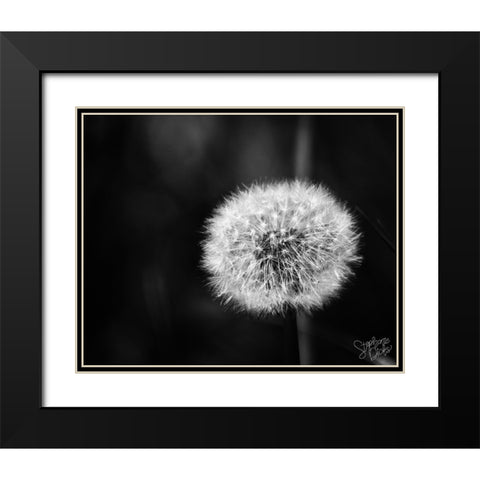 Dandelion II Black Modern Wood Framed Art Print with Double Matting by Dicks, Stephanie