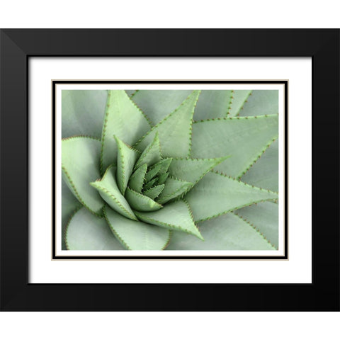 Pointed Cactus Black Modern Wood Framed Art Print with Double Matting by Robinson, Tamara