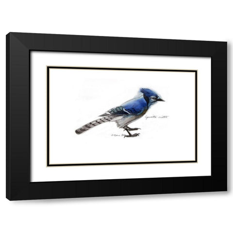 Blue Jay Black Modern Wood Framed Art Print with Double Matting by Yellow Cafe
