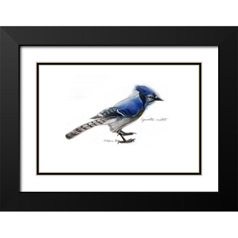 Blue Jay Black Modern Wood Framed Art Print with Double Matting by Yellow Cafe