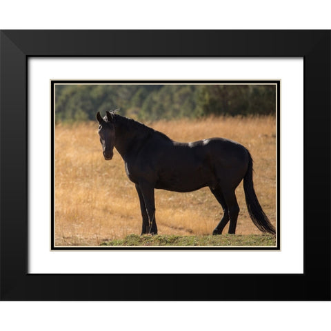 Black Beauty Black Modern Wood Framed Art Print with Double Matting by Yellow Cafe