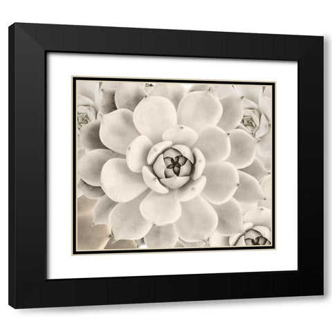 Creamy Cactus Black Modern Wood Framed Art Print with Double Matting by Sommers, Mindy