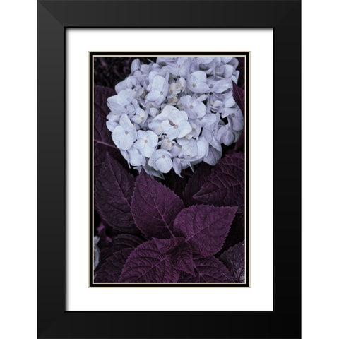 Impossible Hydrangea Black Modern Wood Framed Art Print with Double Matting by Sommers, Mindy