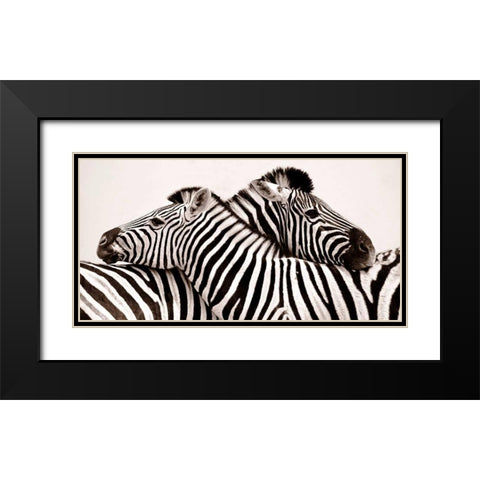 Zebras in love Black Modern Wood Framed Art Print with Double Matting by Anonymous