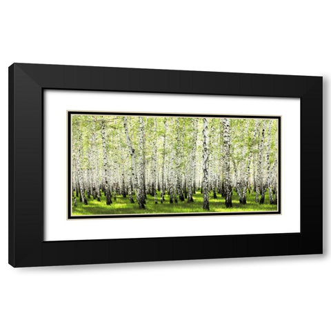 Birch forest in spring Black Modern Wood Framed Art Print with Double Matting by Anonymous