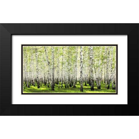Birch forest in spring Black Modern Wood Framed Art Print with Double Matting by Anonymous