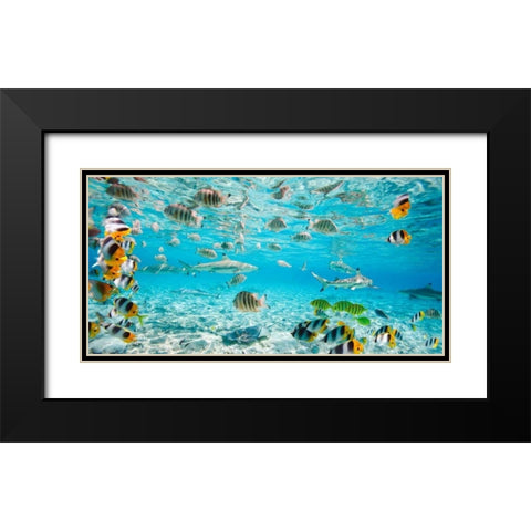 Fish and sharks in Bora Bora lagoon Black Modern Wood Framed Art Print with Double Matting by Pangea Images