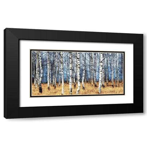 Birch grove in autumn Black Modern Wood Framed Art Print with Double Matting by Znamenskiy, Oleg