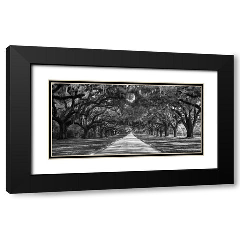 Tree lined plantation entrance, South Carolina Black Modern Wood Framed Art Print with Double Matting by Anonymous