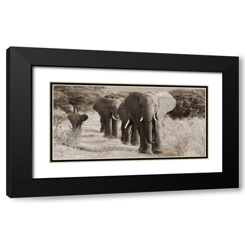 Herd of African Elephants- Kenya Black Modern Wood Framed Art Print with Double Matting by Anonymous