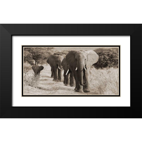 Herd of African Elephants- Kenya Black Modern Wood Framed Art Print with Double Matting by Anonymous