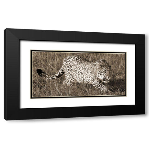 Leopard hunting Black Modern Wood Framed Art Print with Double Matting by Pangea Images