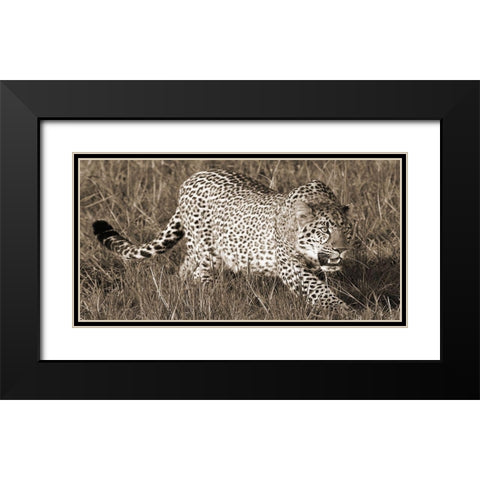 Leopard hunting Black Modern Wood Framed Art Print with Double Matting by Pangea Images
