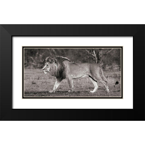 Lion walking in African Savannah Black Modern Wood Framed Art Print with Double Matting by Pangea Images