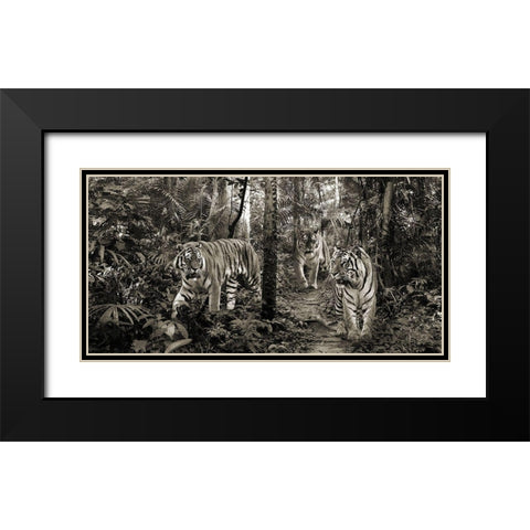 Bengal Tigers (detail- BW) Black Modern Wood Framed Art Print with Double Matting by Pangea Images