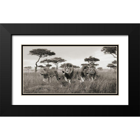 Brothers- Masai Mara- Kenya (detail) Black Modern Wood Framed Art Print with Double Matting by Pangea Images