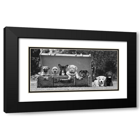 Dog Pups in a Suitcase Black Modern Wood Framed Art Print with Double Matting by Pangea Images