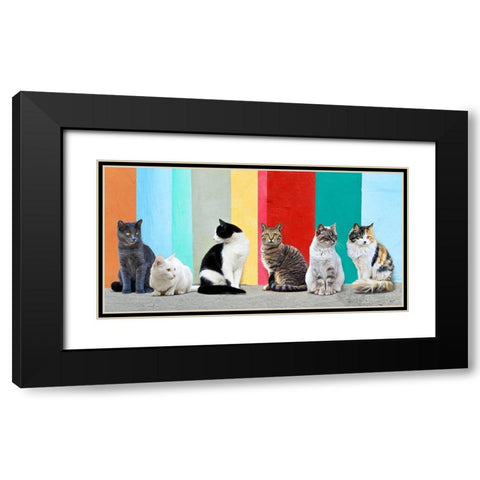 Cats in the Sun Black Modern Wood Framed Art Print with Double Matting by Pangea Images