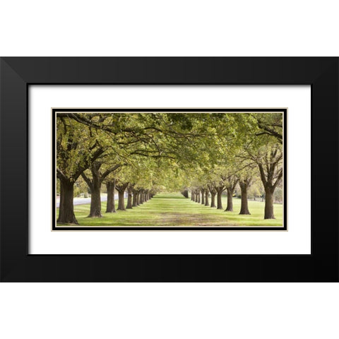 Rows of trees bordering greensward Black Modern Wood Framed Art Print with Double Matting by Ocean IMAGES