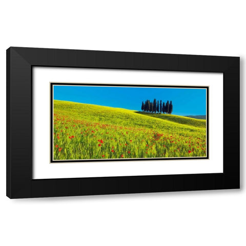 Cypress and corn field, Tuscany, Italy Black Modern Wood Framed Art Print with Double Matting by Krahmer, Frank