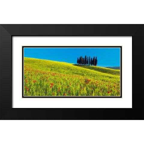 Cypress and corn field, Tuscany, Italy Black Modern Wood Framed Art Print with Double Matting by Krahmer, Frank