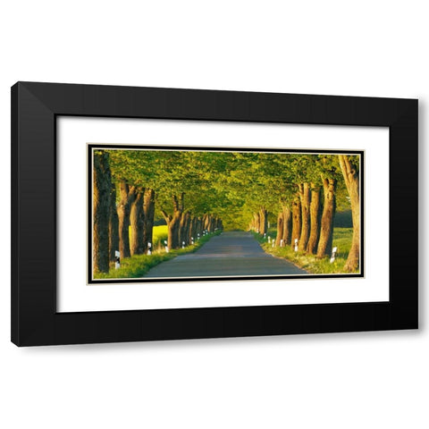 Lime tree alley, Mecklenburg Lake District, Germany Black Modern Wood Framed Art Print with Double Matting by Krahmer, Frank