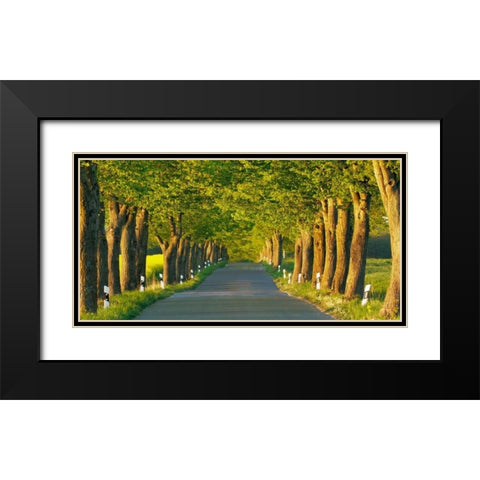 Lime tree alley, Mecklenburg Lake District, Germany Black Modern Wood Framed Art Print with Double Matting by Krahmer, Frank