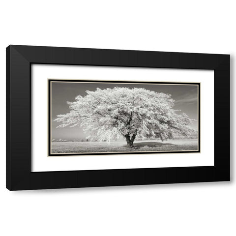 Lime tree with frost, Bavaria, Germany Black Modern Wood Framed Art Print with Double Matting by Krahmer, Frank