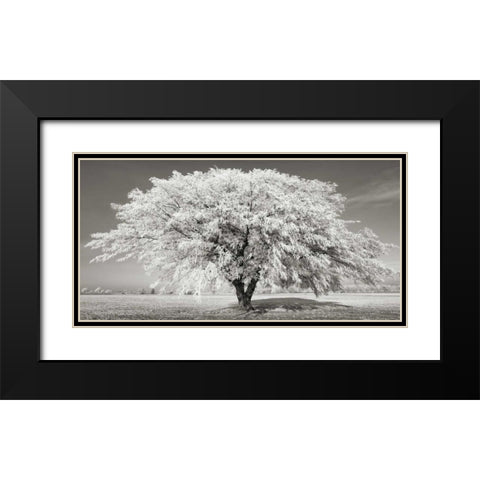Lime tree with frost, Bavaria, Germany Black Modern Wood Framed Art Print with Double Matting by Krahmer, Frank