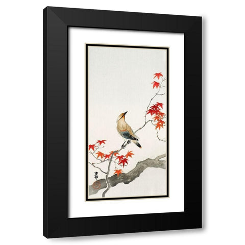 Japanese Jay on Maple Black Modern Wood Framed Art Print with Double Matting by Anonymous