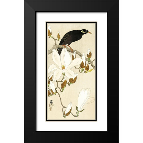 Myna on Magnolia Branch Black Modern Wood Framed Art Print with Double Matting by Koson, Ohara