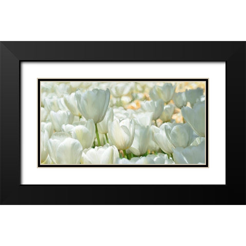 Field of White Tulips Black Modern Wood Framed Art Print with Double Matting by Villa, Luca
