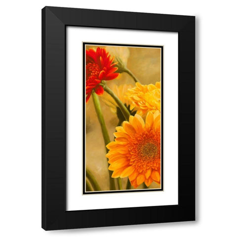 Gerbere nel sole I Black Modern Wood Framed Art Print with Double Matting by Biffi, Serena