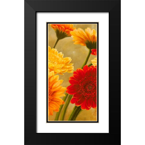 Gerbere nel sole II Black Modern Wood Framed Art Print with Double Matting by Biffi, Serena