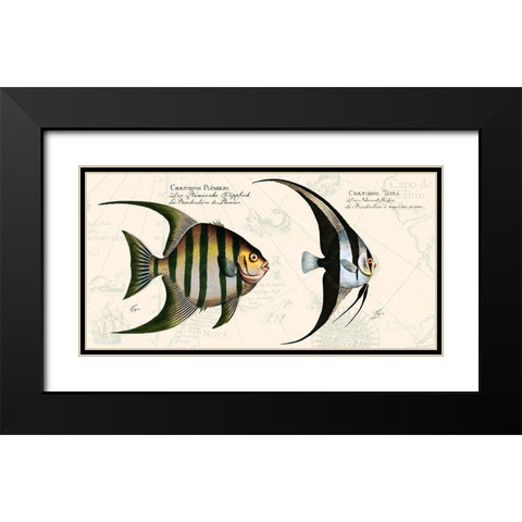 Tropical fish II-  After Bloch Black Modern Wood Framed Art Print with Double Matting by Lamanche, Stef
