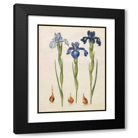 Iris xiphioides Black Modern Wood Framed Art Print with Double Matting by Holtzbecher, Johannes S.