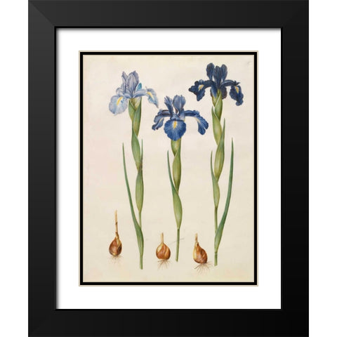 Iris xiphioides Black Modern Wood Framed Art Print with Double Matting by Holtzbecher, Johannes S.