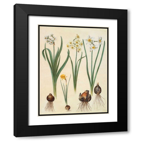 Narcissus Black Modern Wood Framed Art Print with Double Matting by Holtzbecher, Johannes S.
