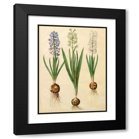 Hyacinthoides orientalis Black Modern Wood Framed Art Print with Double Matting by Holtzbecher, Johannes S.